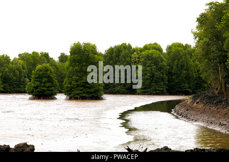 Mangrovenwald in der Provinz Chanthaburi, Thailand Stockfoto