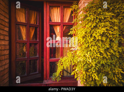 Ed Fenster Weinstock dekorative Pflanze spooky retro Hintergrund Dekoration furchtsam Stockfoto