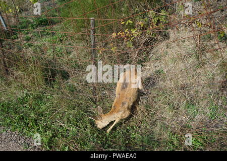Totes Reh (Capreolus capreolus), in einem Zaun gefangen, Moseltal, Rheinland Pfalz, Deutschland Stockfoto