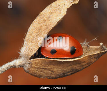 7-Punkt Marienkäfer (Coccinella septempunctata) in einem ginster Seed pod eingebettet. Tipperary, Irland Stockfoto