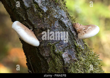 Birch Polypore Pilz (Fomitopsis Betulina) wachsende vom Stamm der Birke. Tipperary, Irland Stockfoto