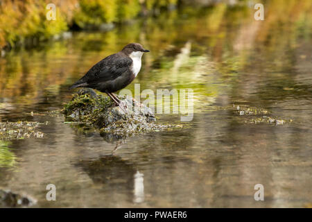 Pendelarm (Cinclus cinclus) auf Rock im Stream thront. Tipperary, Irland Stockfoto