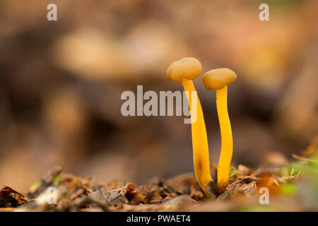 Gummibärchens Pilz (Leotia lubrica) wachsen auf Waldboden. Tipperary, Irland Stockfoto