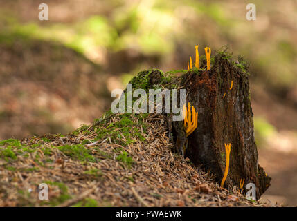 Gelbe Stagshorn Pilz (Calocera viscosa) wachsende Aus morschen Baumstumpf. Tipperary, Irland Stockfoto