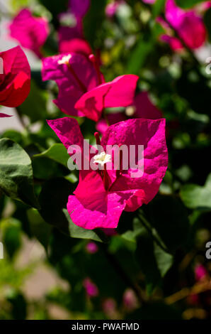 Bougainvillea Blume in der Nähe Stockfoto