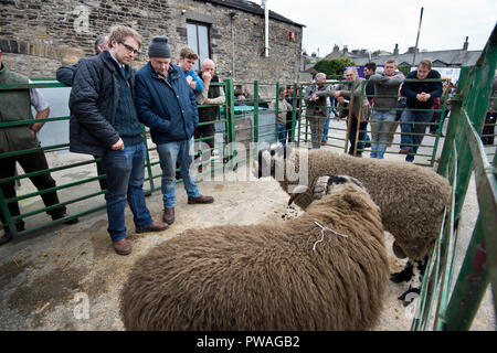 Die Richter bei der Arbeit an der Jährlichen zeigen und den Verkauf von Dalesbred Widder, Bentham Auktion Mart, North Yorkshire, Großbritannien Stockfoto