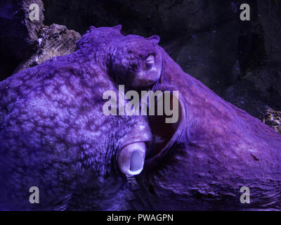 Lila Kraken schlafen in einem Aquarium in Kiew. Stockfoto