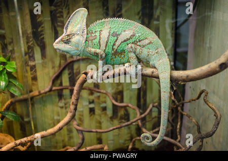 Grün gestreiften Chamäleon sitzt auf einem Ast. Stockfoto