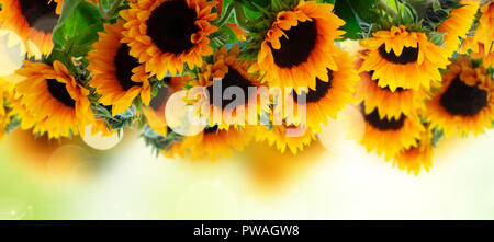 Frische Sonnenblumen über grüne Garten Hintergrund Banner mit Kopie Raum Stockfoto