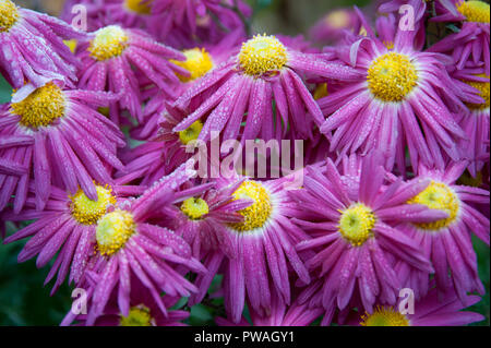 In der Nähe von rosa und gelben Chrysanthemen mit Raureif bedeckt Stockfoto