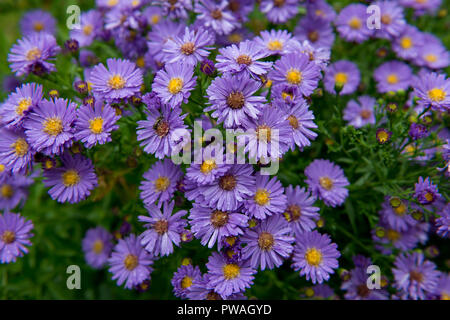 Close Range Schuß von Lilafarbenen Astern Stockfoto