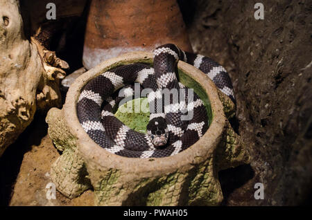 Gemeinsame kingsnake zusammengerollt in einem Terrarium in Kiew Zoo. Stockfoto