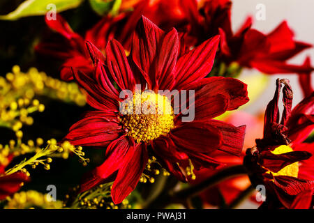 Eine Nahaufnahme von einem schönen Welken Fallen farbigen Blumenstrauß gedämpften Braun, Orangen und Grünen Trocknen sind vivd und Emotionen wecken. Stockfoto