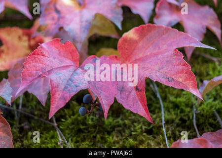 Zwei bunte rote Wild Grape Blätter closeup Stockfoto