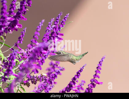 Eine weibliche Annas Kolibri fliegen Staubsaugen trinken Nektar von Salvia leucantha Blumen, Wissen als Mexikanische bush Salbei. Anna ist die einzige Nord Ameri Stockfoto