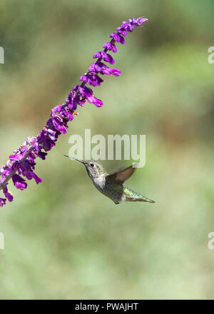 Eine weibliche Annas Kolibri fliegen Staubsaugen trinken Nektar von Salvia leucantha Blumen, Wissen als Mexikanische bush Salbei. Anna ist die einzige Nord Ameri Stockfoto