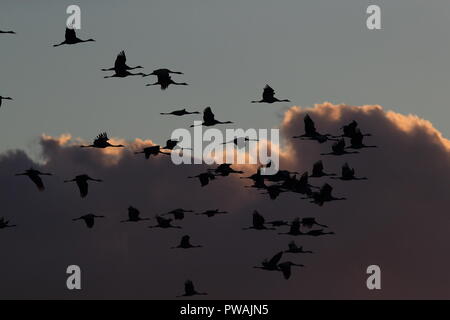 Silhouetten der Kraniche (Grus Grus) bei Sonnenuntergang Deutschland Ostsee Stockfoto