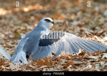 In der Nähe von One white tailed Kite am Boden mit Flügel über Beute verteilen Gerade aufgenommen. Die white tailed Kite ist eine kleine Raptor in der westlichen fand keine Stockfoto