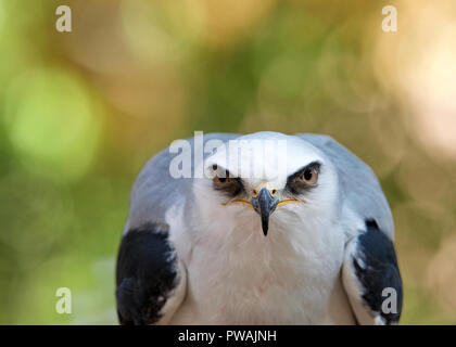 In der Nähe von One white tailed Kite versessen auf Betrachter anstarrt. Die white tailed Kite ist eine kleine Raptor im westlichen Nordamerika und Teile von Sab Stockfoto