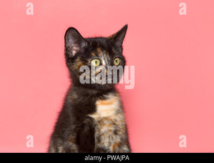 Nahaufnahme, Porträt einer Schildpatt schildpatt Torbie tabby Kätzchen saß gerade mit weit geöffneten Augen überrascht Ausdruck zu den Projektoren suchen righ Stockfoto