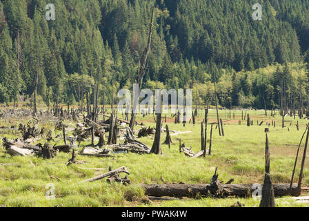 Eine Wiese am Fluss am nördlichen Ende des Stave Lake in Mission, British Columbia, Kanada Stockfoto