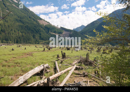 Eine Wiese am Fluss am nördlichen Ende des Stave Lake in Mission, British Columbia, Kanada Stockfoto