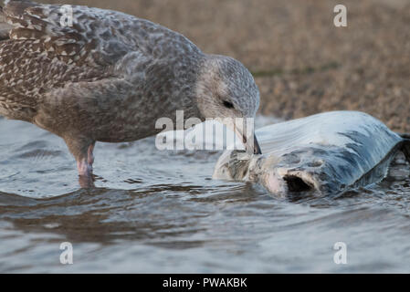 Eine juvenile Silbermöwe vom Ufer State Park in Milwaukee, Wisconsin. Es ist Scavenging eine tote Lachse, die bis auf den Strand gespült hat. Stockfoto