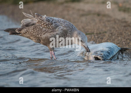 Eine juvenile Silbermöwe vom Ufer State Park in Milwaukee, Wisconsin. Es ist Scavenging eine tote Lachse, die bis auf den Strand gespült hat. Stockfoto