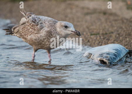 Eine juvenile Silbermöwe vom Ufer State Park in Milwaukee, Wisconsin. Es ist Scavenging eine tote Lachse, die bis auf den Strand gespült hat. Stockfoto