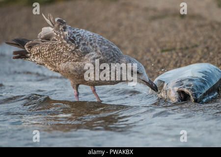 Eine juvenile Silbermöwe vom Ufer State Park in Milwaukee, Wisconsin. Es ist Scavenging eine tote Lachse, die bis auf den Strand gespült hat. Stockfoto