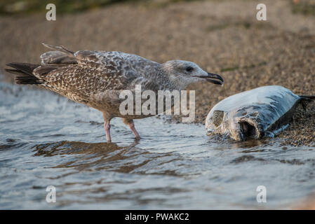 Eine juvenile Silbermöwe vom Ufer State Park in Milwaukee, Wisconsin. Es ist Scavenging eine tote Lachse, die bis auf den Strand gespült hat. Stockfoto