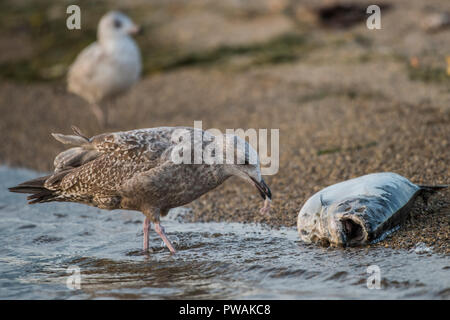 Eine juvenile Silbermöwe vom Ufer State Park in Milwaukee, Wisconsin. Es ist Scavenging eine tote Lachse, die bis auf den Strand gespült hat. Stockfoto