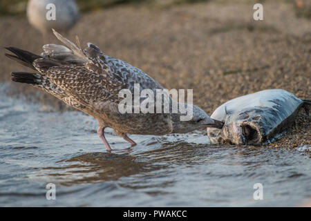 Eine juvenile Silbermöwe vom Ufer State Park in Milwaukee, Wisconsin. Es ist Scavenging eine tote Lachse, die bis auf den Strand gespült hat. Stockfoto