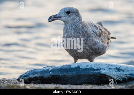 Eine juvenile Silbermöwe vom Ufer State Park in Milwaukee, Wisconsin. Es ist Scavenging eine tote Lachse, die bis auf den Strand gespült hat. Stockfoto