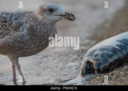 Eine juvenile Silbermöwe vom Ufer State Park in Milwaukee, Wisconsin. Es ist Scavenging eine tote Lachse, die bis auf den Strand gespült hat. Stockfoto