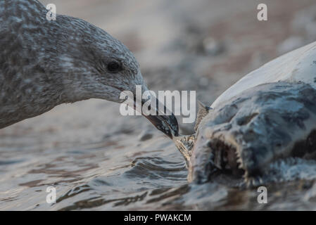 Eine juvenile Silbermöwe vom Ufer State Park in Milwaukee, Wisconsin. Es ist Scavenging eine tote Lachse, die bis auf den Strand gespült hat. Stockfoto