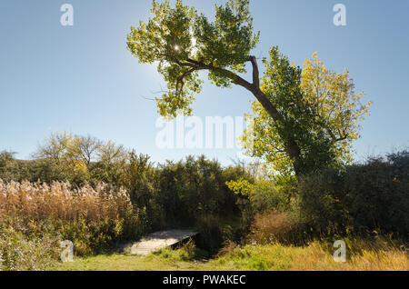Pappel mit Herbstfarben über eine kleine hölzerne Brücke über einen Bach Stockfoto