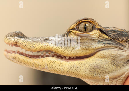 Gemeinsame Kaimane (Caiman crocodilus) Alligator Nahaufnahme von Mund und Auge Stockfoto