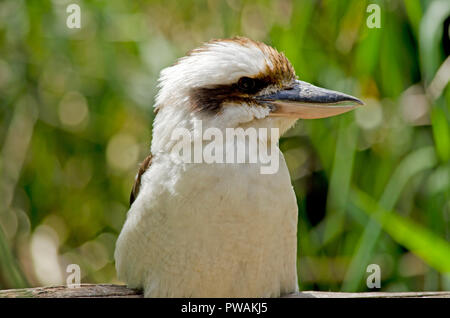 Dies ist eine Nahaufnahme eines laughing Kookaburra Stockfoto