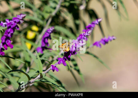 Eine feurige skipper Schmetterling Fütterung auf die Blumen des Mexikanischen Salbei in einem Garten im Hinterhof in einem Vorort von Los Angeles, Kalifornien, Vereinigte Staaten von Amerika. Stockfoto