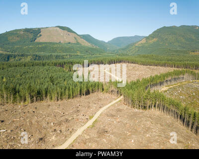 Ein vor kurzem klare Wald im Norden Kaskaden von Washington State. Stockfoto