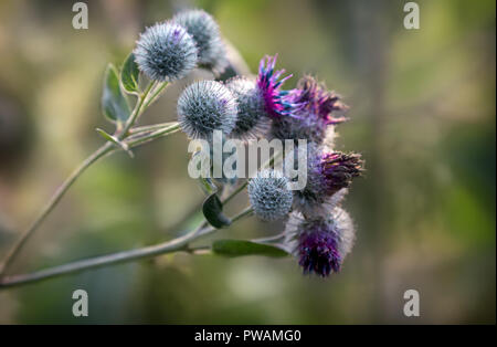 Blumen und stachelige Frucht der Klette vor dem hintergrund der grünen Blättern. In enger vorgestellt. Stockfoto