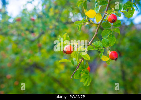 Wild Rose Beeren. Stockfoto