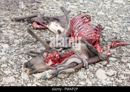 Yukon River, Yukon, Alaska. Caribou tot auf dem Boden liegend nach angegriffen und durch die arktischen Wolfs gegessen. Stockfoto