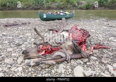 Yukon River, Yukon, Alaska. Caribou tot auf dem Boden liegend nach angegriffen und durch die arktischen Wolfs und Expedition Kanu hinter gegessen. Stockfoto