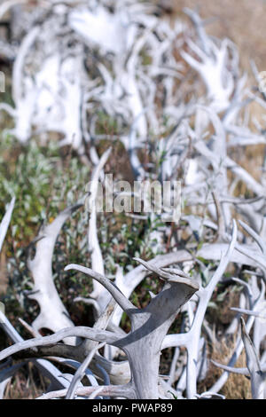 Old Crow, Kanada. Zaun von gemischten Karibus und Elche Geweih. Stockfoto