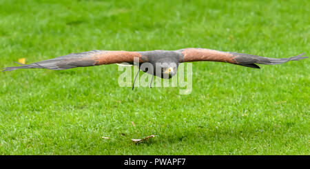 Harris Hawk fliegen Stockfoto