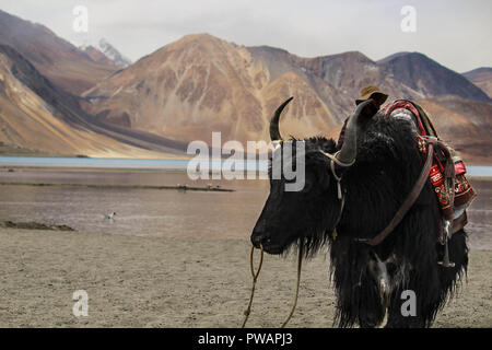 Schwarz Yak Stockfoto