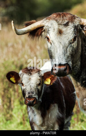 Englisch Longhorn Rinder - Mutter mit Kalb - auf dem Gelände der Knepp Immobilien in West Sussex Stockfoto