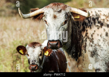 Englisch Longhorn Rinder - Mutter mit Kalb - auf dem Gelände der Knepp Immobilien in West Sussex Stockfoto